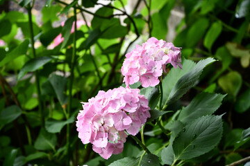 梅雨の晴れ間に咲く紫陽花