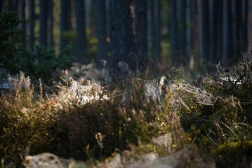 COBWEB - Drops of morning dew on a spider web