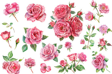 watercolor flower vector illustration, botanical painting