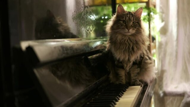 Cinematic, a large fluffy beautiful cat looks at the camera sits on old vintage black piano, portrait in the interior. 4k slow motion. Kurilian bobtail