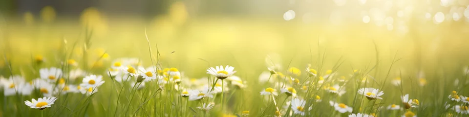Fotobehang Banner with blooming daisies in sunlight against a fresh green backdrop © Artem81