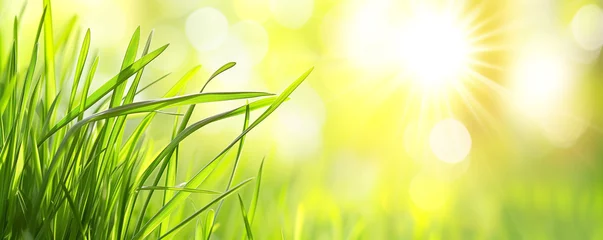 Rolgordijnen Vibrant nature banner showcasing a fresh green grass field under bright sunlight © Artem81