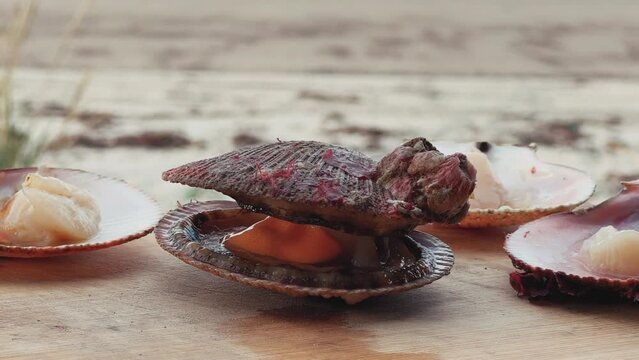 Seafood: live scallops in a shell before cooking. Fresh open scallop with scallop caviar and coral close-up. The Barents Sea in Teriberka. 4K