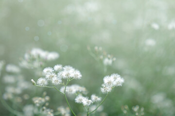 A field of grass flowers light up by a calm morning light. An inspirational nature image for aesthetic of spring design. Spring nature in soft pastel earth tone blurred background.