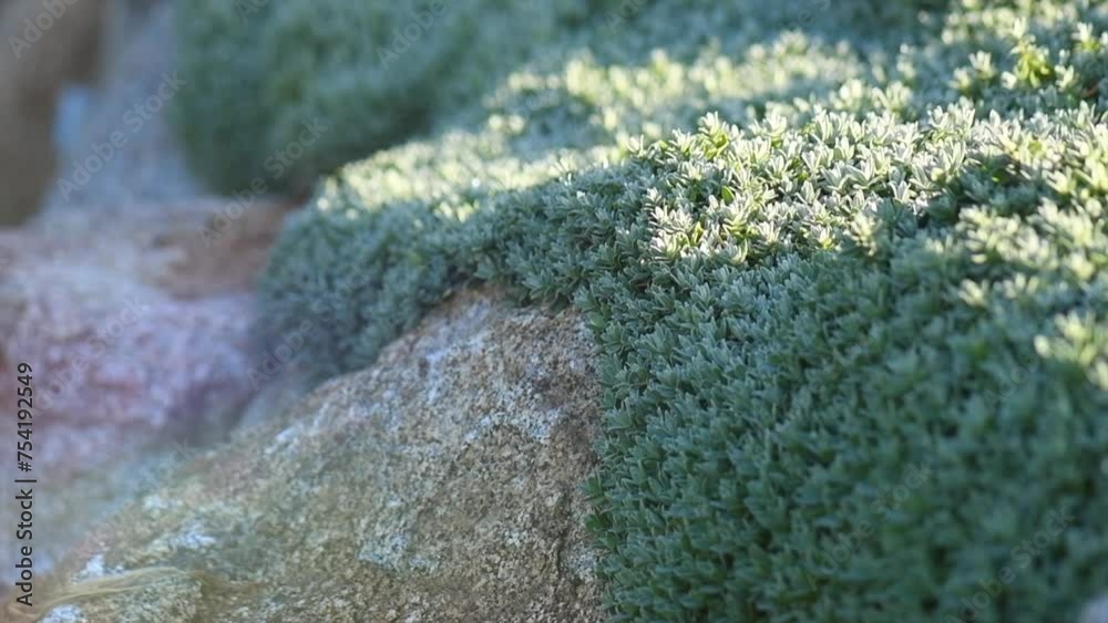 Canvas Prints Garden design, stones covered by plant Cerastium tomentosum, beautiful landscape design. Slow motion. Perennial ground cover plant. Creeping moss on the rocks. Mediterranean garden