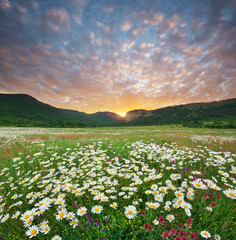 Spring camomile meadow in mountain on the sunset. - 754192705