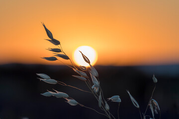 blade of wild grass and sunset in Provence
