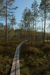 Wooden hiking trail at Valkmusa National Park in summer, Pyhtää, Finland.