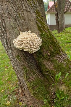 Closeup view of a group of limacodon septentrionalis, commonly known as the northern tooth fungus or the white rot fungus that causes rot on a tree trunk in summer.