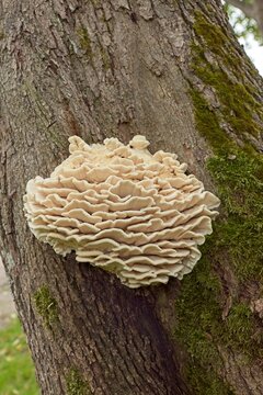 Closeup view of a group of limacodon septentrionalis, commonly known as the northern tooth fungus or the white rot fungus that causes rot on a tree trunk in summer.