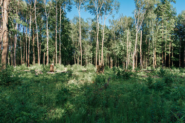 Ecological catastrophy. Deforestation. Mixed forest in summer. Summer landscape