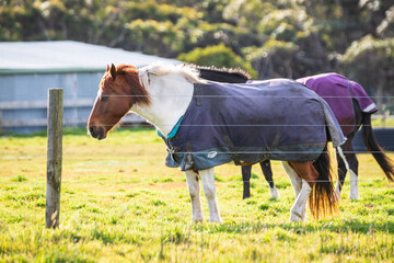 Grazing Horse in Field with Protective Blanket