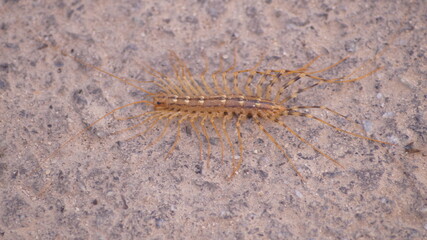 centipede on the asphalt