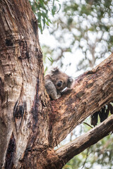 Fototapeta premium A Koala’s Tranquil Retreat Amongst Eucalyptus Leaves, Otway National Park, Australia