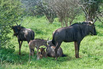 Wildebeest in South Africa