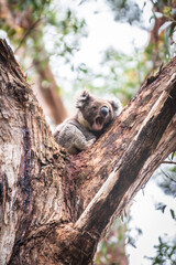 A Koala’s Tranquil Retreat Amongst Eucalyptus Leaves, Otway National Park, Australia