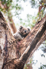 A Koala’s Tranquil Retreat Amongst Eucalyptus Leaves, Otway National Park, Australia