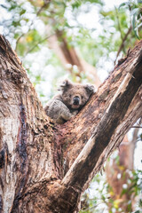 A Koala’s Tranquil Retreat Amongst Eucalyptus Leaves, Otway National Park, Australia