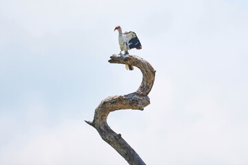 Proud hornbill posing on top of a twisted tree