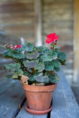 Closeup of red outdoor flower vase with red flowers