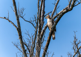 A Changeable Hawk-Eagle (Nisaetus cirrhatus ceylanensis) stands on a dry branch. Minneriya National Park is a national park in North Central Province of Sri Lanka.