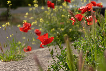 The poppies are red in close-up. Beautiful spring flowers in bright sunlight. Soft focus, blurred background. The concept of warm days, spring, and the onset of summer. Natural background for design