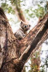 Whispers of the Forest: Koala’s Serene Eucalyptus Haven, Otway National Park, Australia