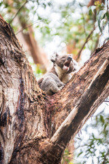 Vocal Koala Captured Amidst the Lush Greenery of Australian Forest, Otway National Park