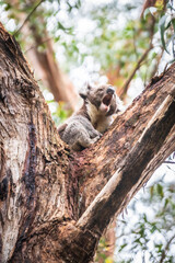 Vocal Koala Captured Amidst the Lush Greenery of Australian Forest, Otway National Park
