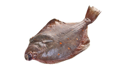 Plaice fish frozen isolated on white with clipping path