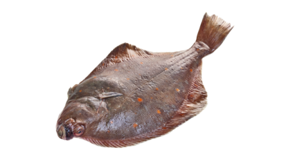 Plaice fish frozen isolated on white with clipping path