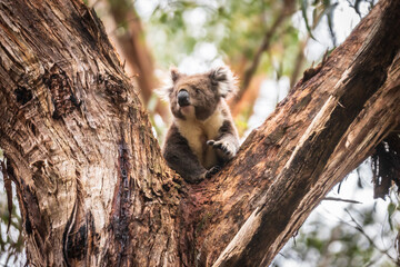 Curious Koala Clinging to Eucalyptus in Natural Habitat, Otway National Park, Australia