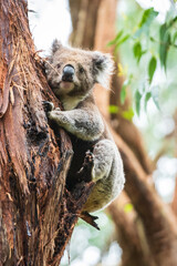 Obraz premium Gentle Koala Embracing the Eucalyptus Haven, Otway National Park, Australia