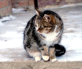 portrait of a cat sitting on the porch near the door in winter - 754198930