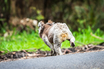 Koala’s Tranquil Trek on a Suburban Road, Australia