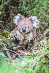 Adventurous Koala Takes a Stroll from the Bushes, Otway National Park, Australia
