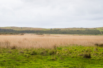 Tranquil Grassland Stretching to Overcast Horizon