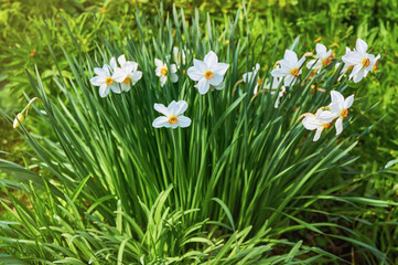 Beautiful white daffodils in the garden. Spring Flowers.