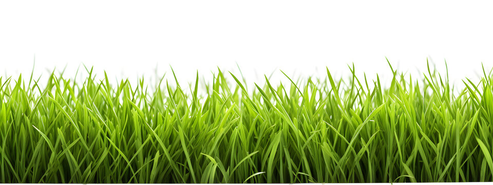 Green grass horizontal banner isolated on white background