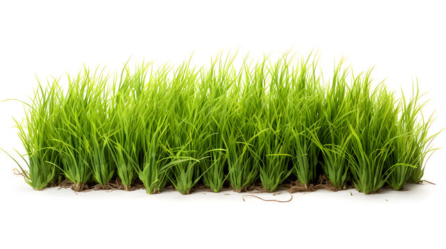 Green grass horizontal banner isolated on white background