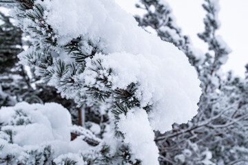 White frozen snow covering fir tree branches winter landscape scene