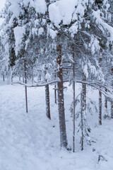 White frozen snow covering fir tree branches winter landscape scene
