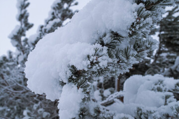 White frozen snow covering fir tree branches winter landscape scene