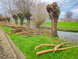 Branches of a row of pollard willows (Salix alba) along the waterfront are cut in early spring before the growing season begins - obrazy, fototapety, plakaty