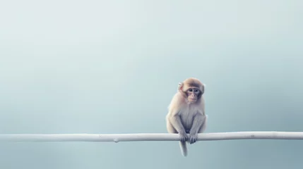 Türaufkleber a monkey sitting on a branch © PROVAPIC