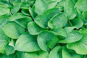 Lush hosta plant leaves with dew drops, exhibiting a vibrant green color and detailed vein...
