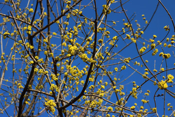 Cornelian cherry or Dogwood yellow flowers on branches against blue sky. Cornus mas