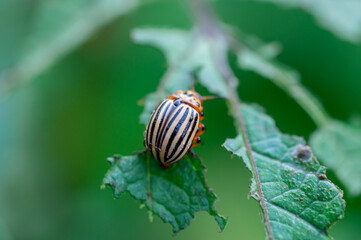 Close-up of a colorado bug eating leaves