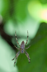 Close-up of a garden cross back spider, sitting on his web. Araneus Diadematus