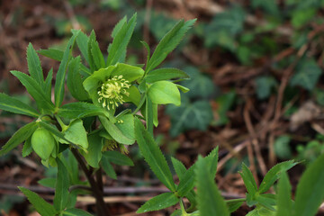 Hellebore or Christmas rose in the forest. Helleborus viridis plant in bloom with green flowers